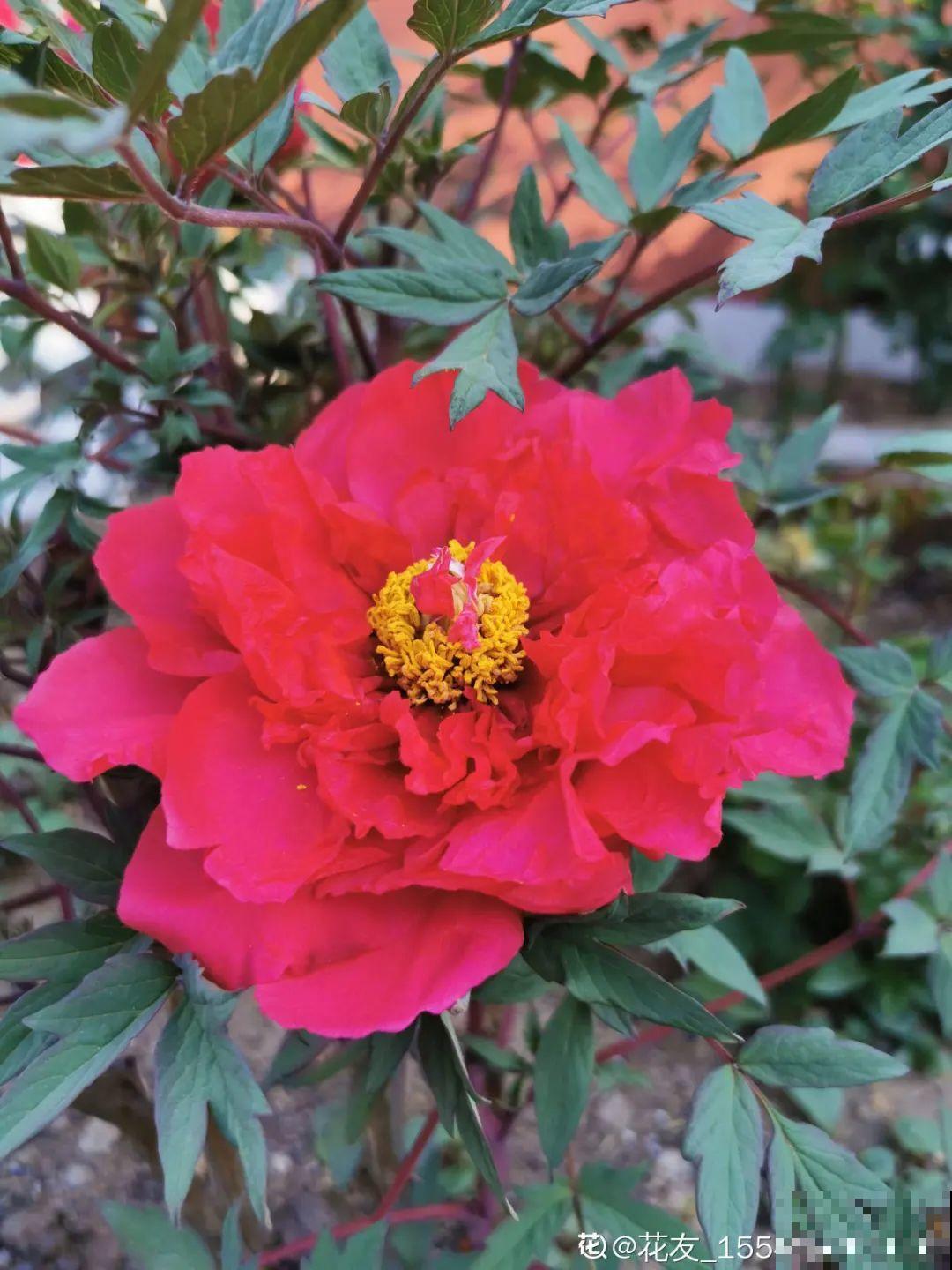 老祖宗留下来的养花谚语,真准! 老祖宗留下来的养花谚语,真准!