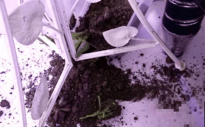 叶子被狗啃光了,还能不能活?糟心! 叶子被狗啃光了,还能不能活?糟心!