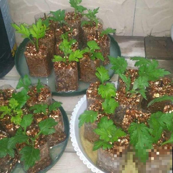 千头菊开花不嫌累，一茬接一茬，不养准后悔！