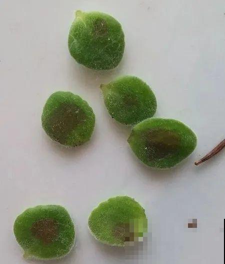 想省心就养这些花,没有病虫害,就爱开花! 想省心就养这些花,没有病虫害,就爱开花!