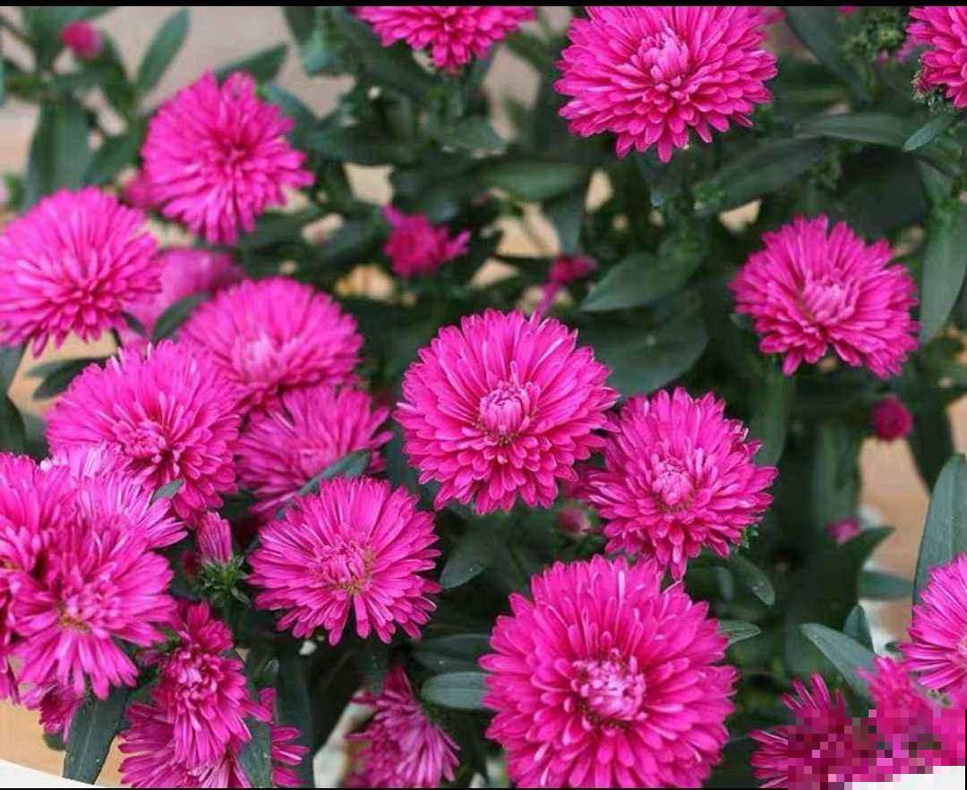 适合秋冬养的“懒人花”，太勤快养不好，越懒养得越好