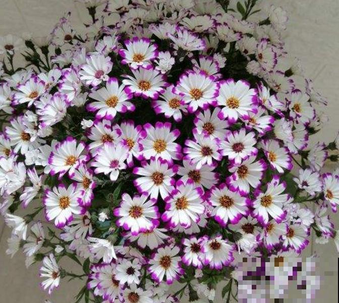 瓜叶菊挺好养，不怕冷也不怕热，怎么造都能活！