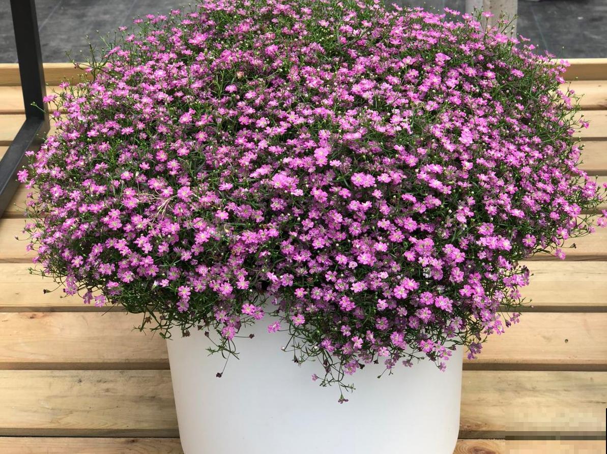 满天星干花不用买，自己就能种，干花、鲜花一起赏！