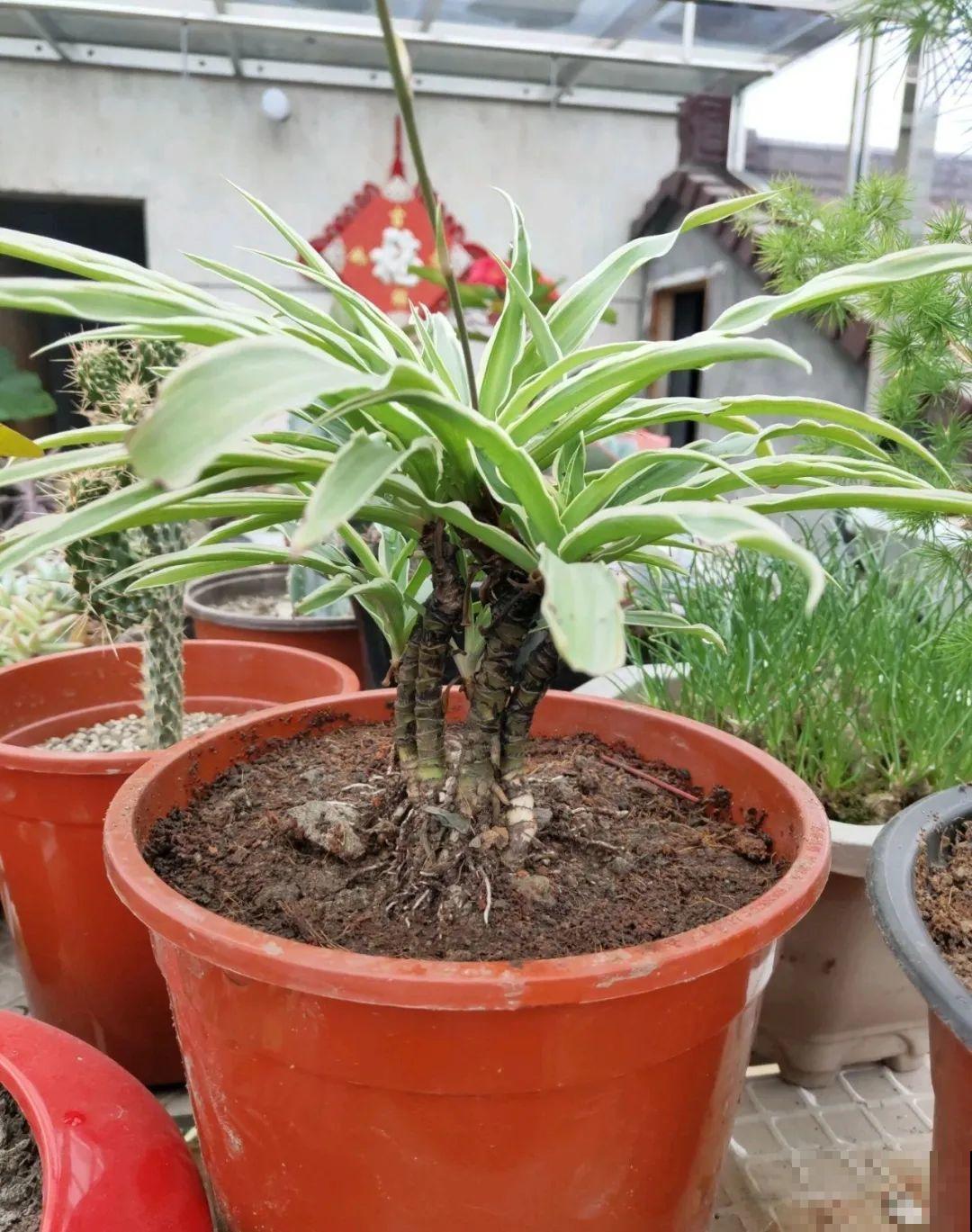 这种花就欠“拽”，没事拽拽根，变成老桩美到爆！