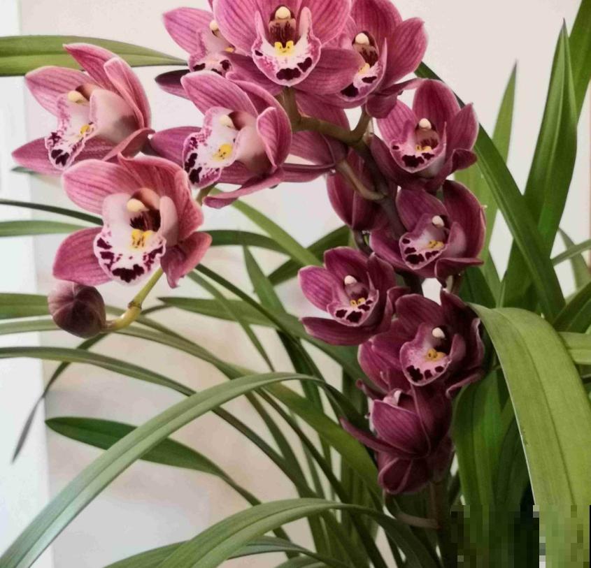 养兰花不如养这种花，花大如拳头，碾压其它年宵花！