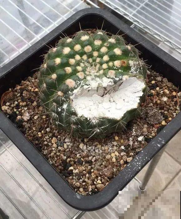 10种花少浇水，天冷容易涝根，旱一旱才长得旺