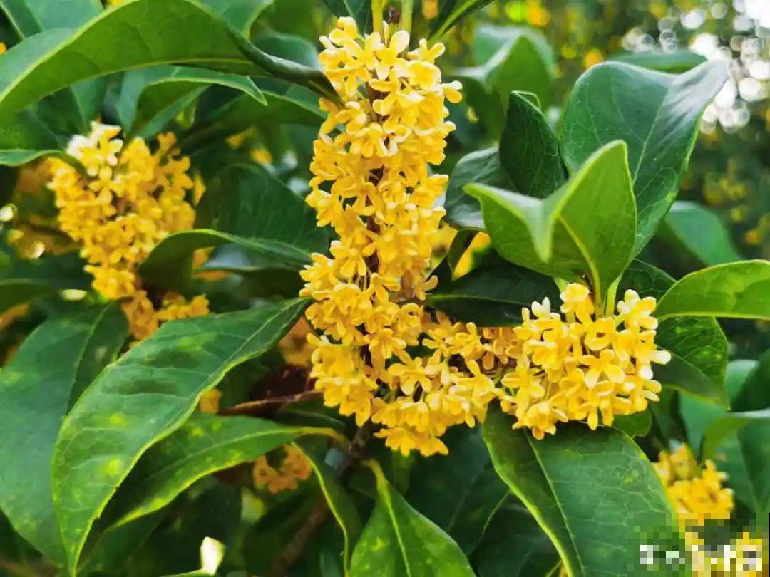 你在哪个城市，最适合养的花就是它！