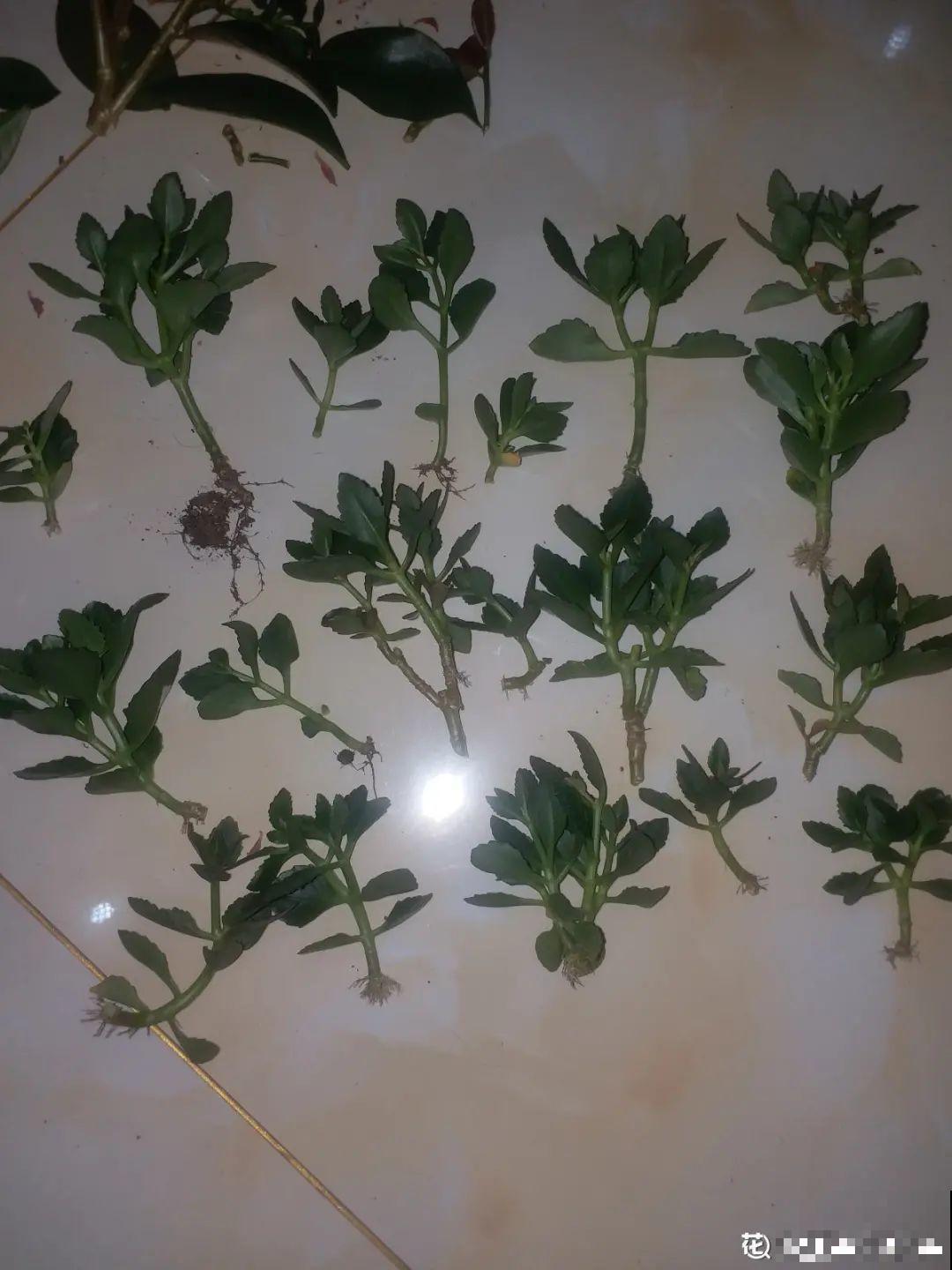 冬天扦插，只用一张塑料薄膜，就能长出小嫩芽