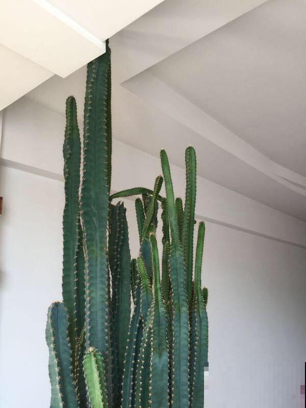 家里的花招了蚧壳虫，橄榄油加洗洁精，给花喷点效果好！