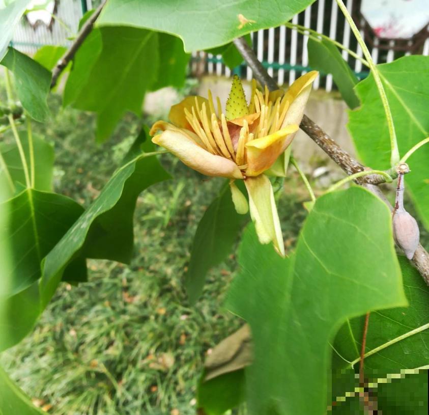 鹅掌楸很珍贵，制家具、入药、观赏样样行，家里建议养一棵！