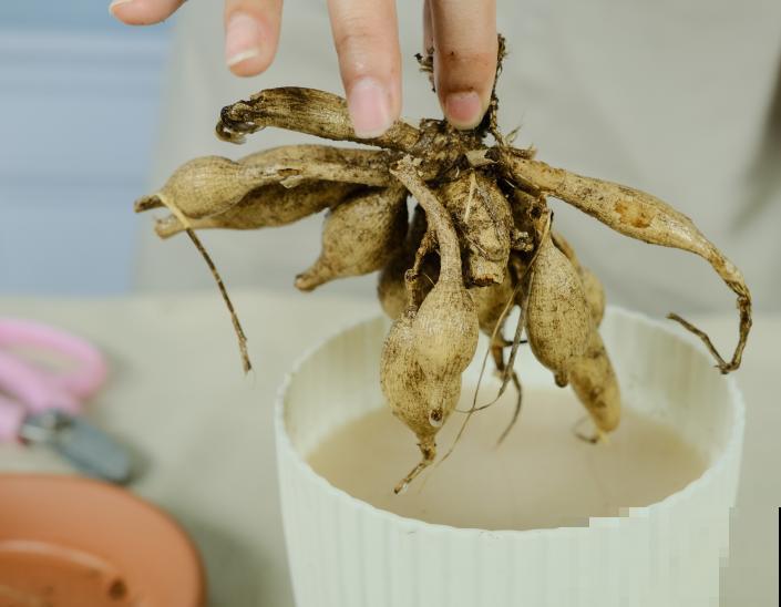 进入11月，大丽花要挖出来，明年春天再种！