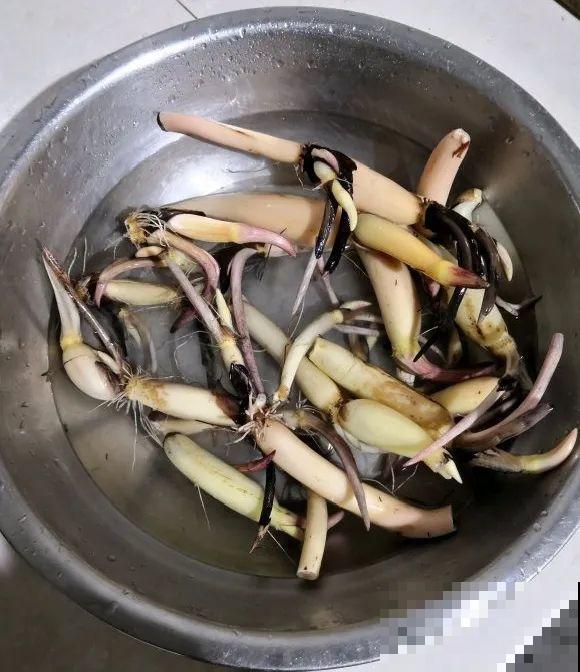 家养的花，开败之后还能炖，一点也不亏