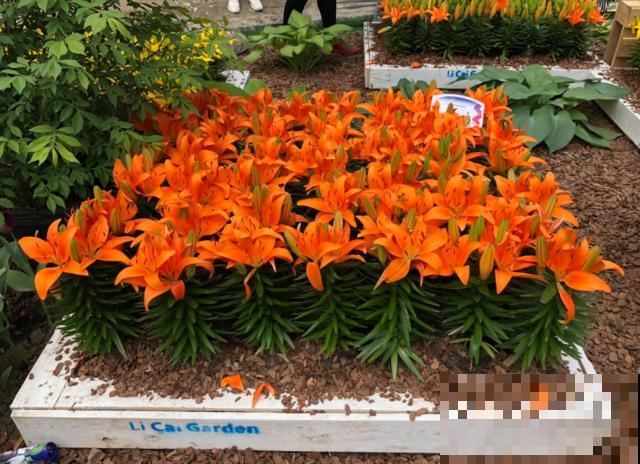 百合花球根是个好东西，掰一掰就能繁殖，一盆变多盆！