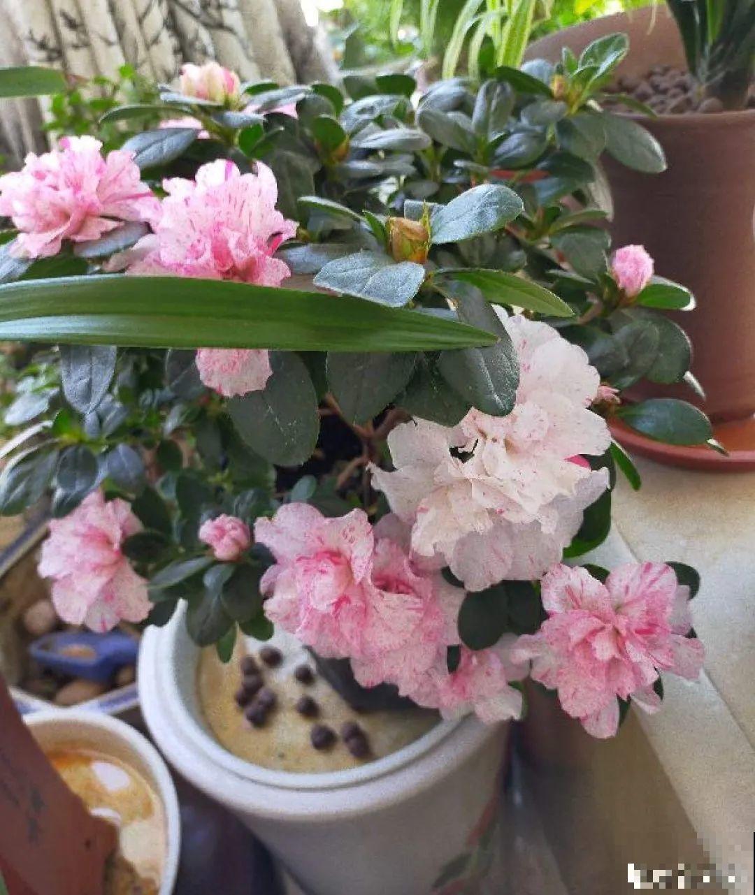 天凉了，9种花不能修剪，剪了以后不开花！