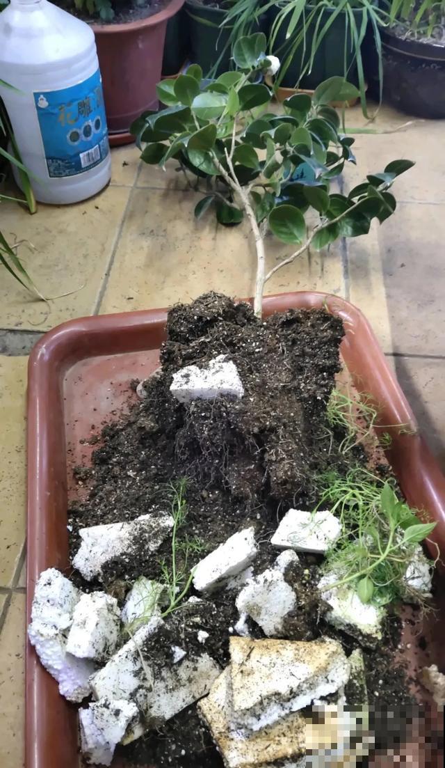 买的花总不活，秘密全在花盆里，搬起来看看才知道