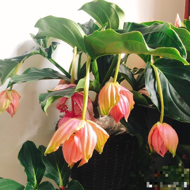 花中贵妇宝莲灯,娇气不好养,但是气质特高雅 花中贵妇宝莲灯,娇气不好养,但是气质特高雅