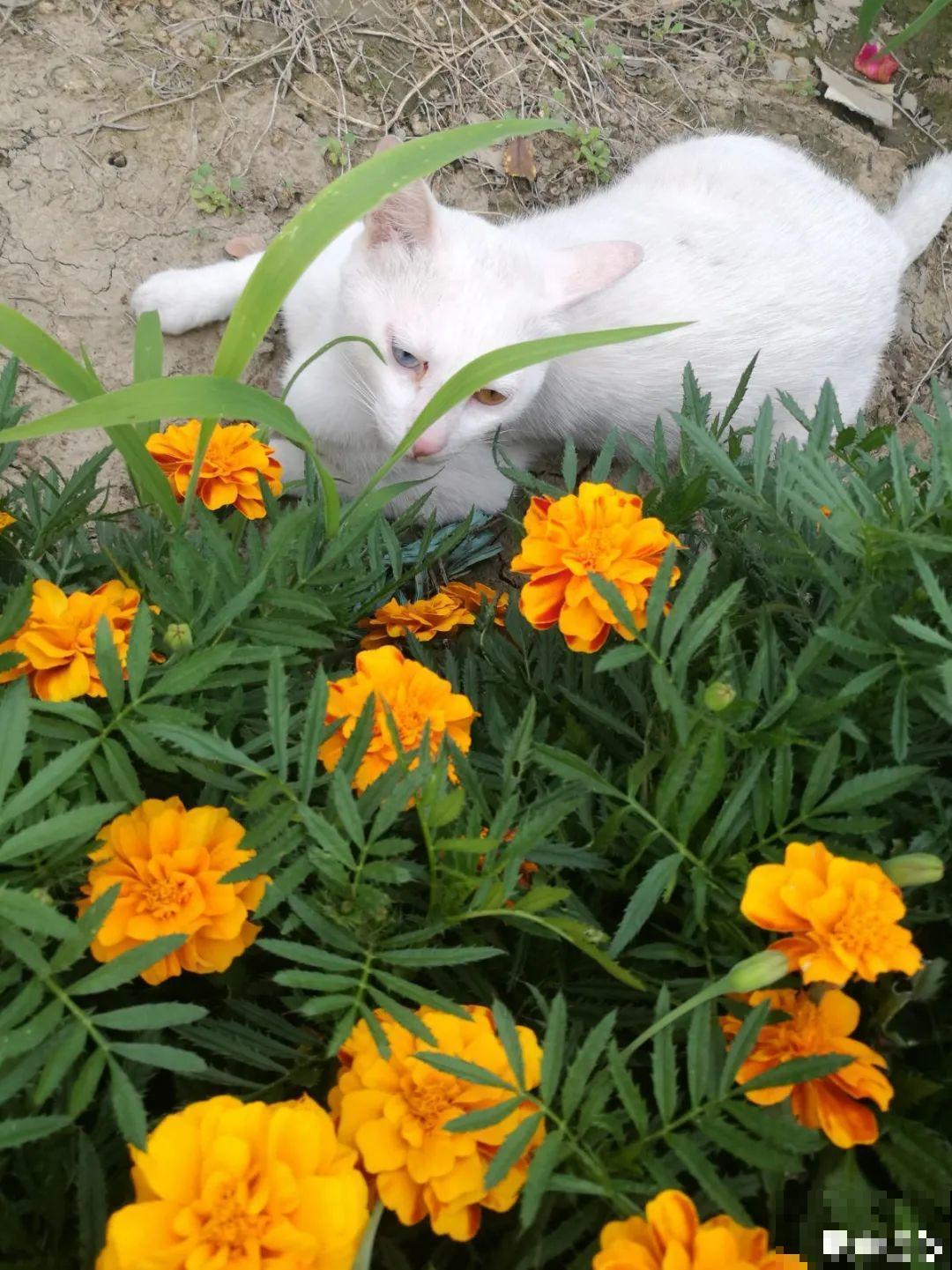 1种花叫大花犀角，闻久了头晕，家里养要小心！