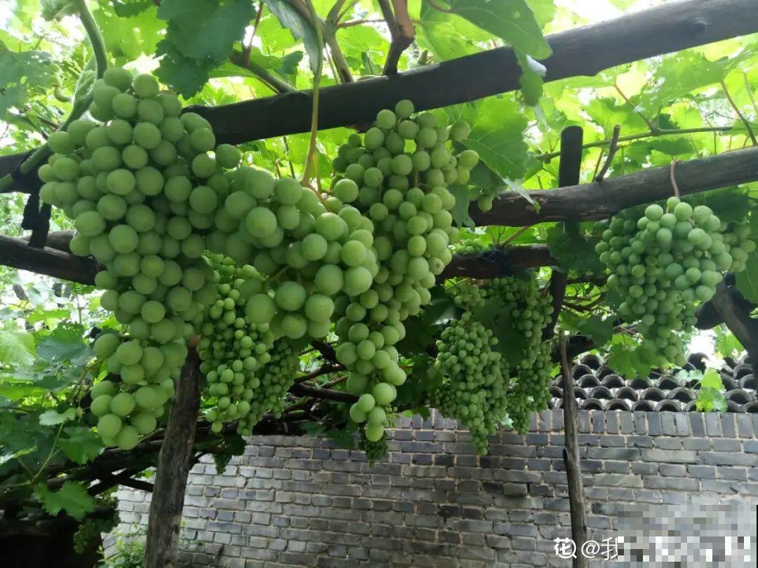 现在开始埋冬肥了,月季补一补,明年满枝爆花! 现在开始埋冬肥了,月季补一补,明年满枝爆花!