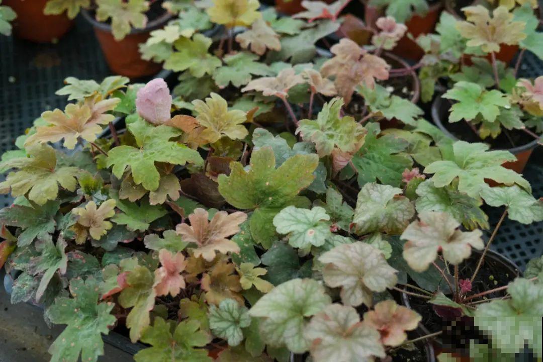 逛花市必买的花，十月入手刚刚好，不买亏大了！