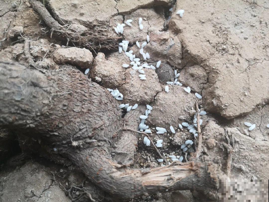 不敢用淘米水了，浇完花就死，土里都是虫！