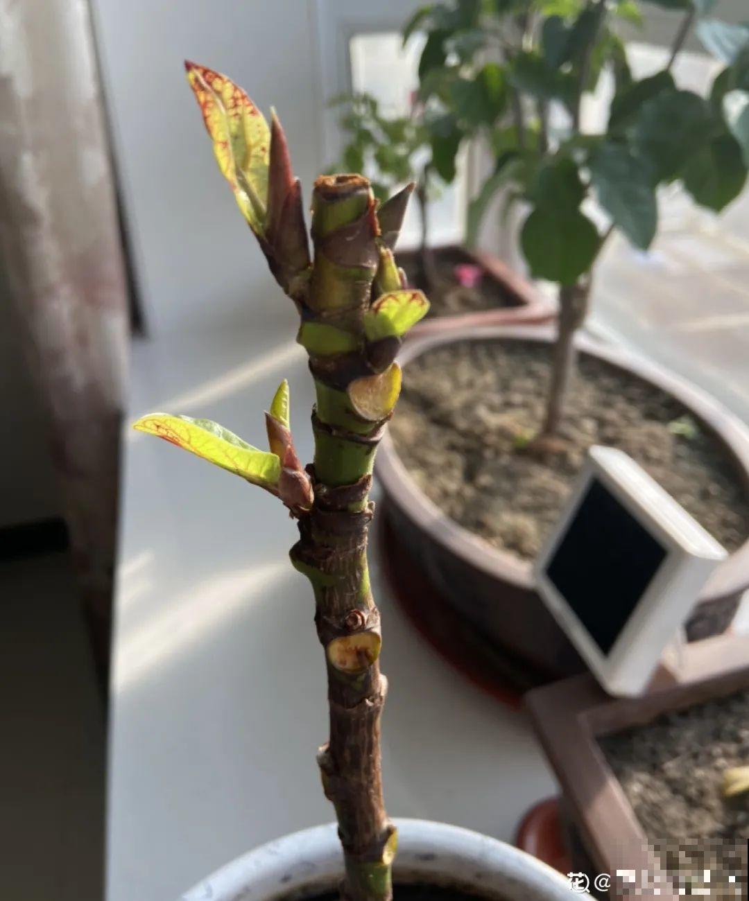 掉叶子第一名,10种花养成光杆,竟然还活着! 掉叶子第一名,10种花养成光杆,竟然还活着!