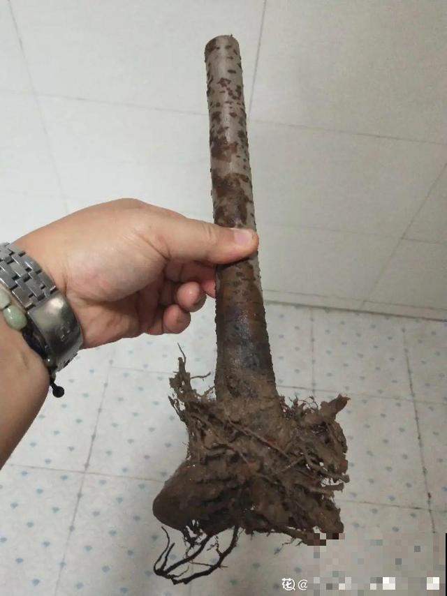 不长叶不长枝的花别买，都是骗人的，养不活浪费钱