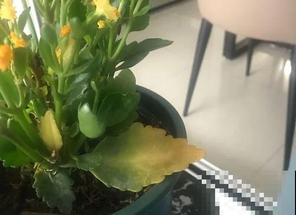 水浇多了，快把土刨掉，否则花3天必死！