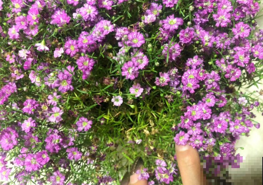 满天星干花不用买，自己就能种，干花、鲜花一起赏！