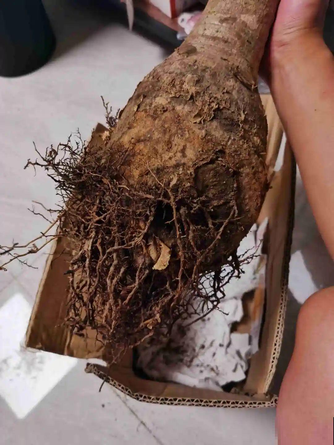 10种花少浇水，天冷容易涝根，旱一旱才长得旺