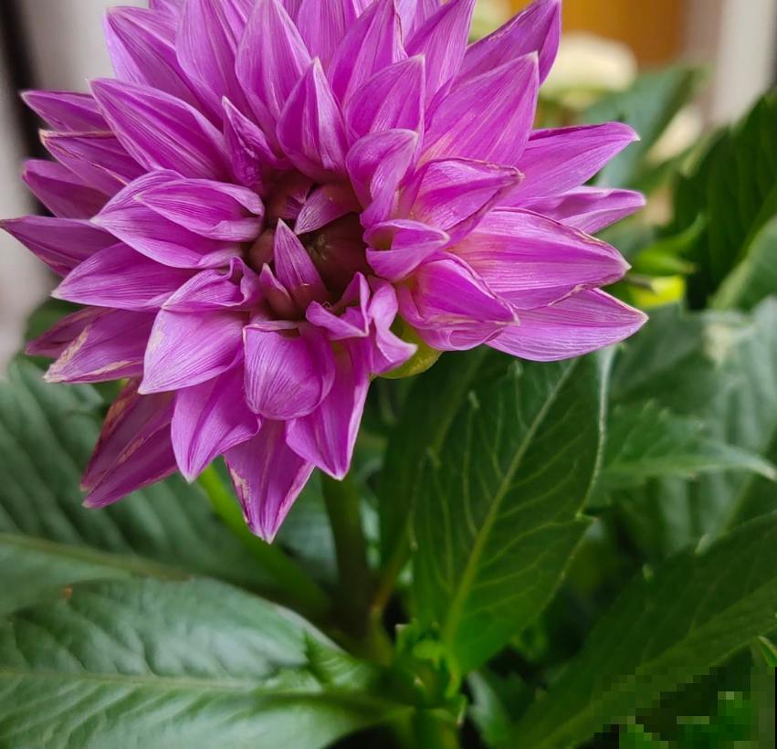 “迷你版”大丽花,花盆里也能栽,摆在阳台特好看! “迷你版”大丽花,花盆里也能栽,摆在阳台特好看!