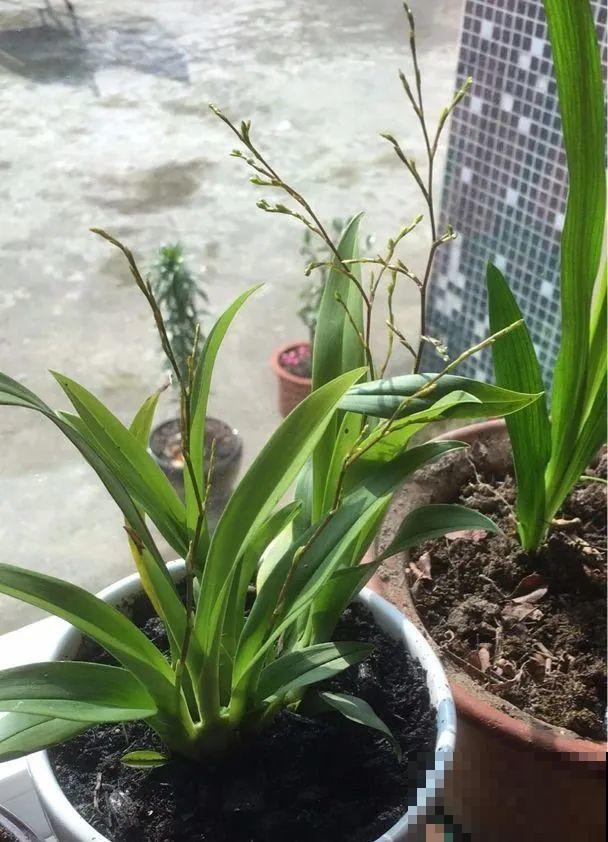 10月养花掐一掐,掐完就来花,盆都塞不下! 10月养花掐一掐,掐完就来花,盆都塞不下!