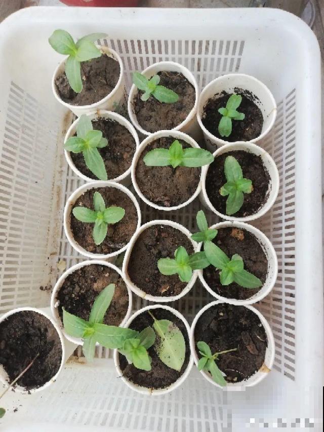 秋分后，绿化带捡种子，回家撒土里就活！