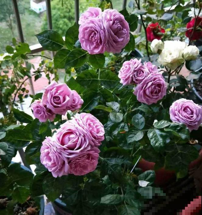 月季开花多与少，全看秋冬会不会养，2个工作要做好！