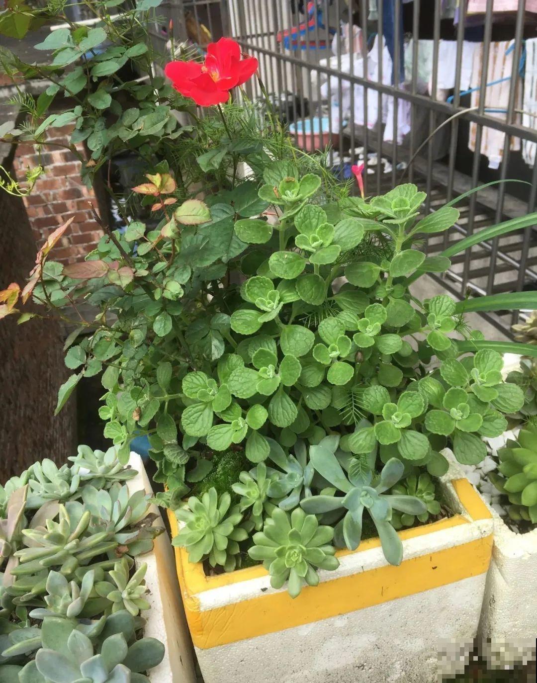 路过垃圾桶，捡走两个泡沫箱，回家扦插出了一大片花