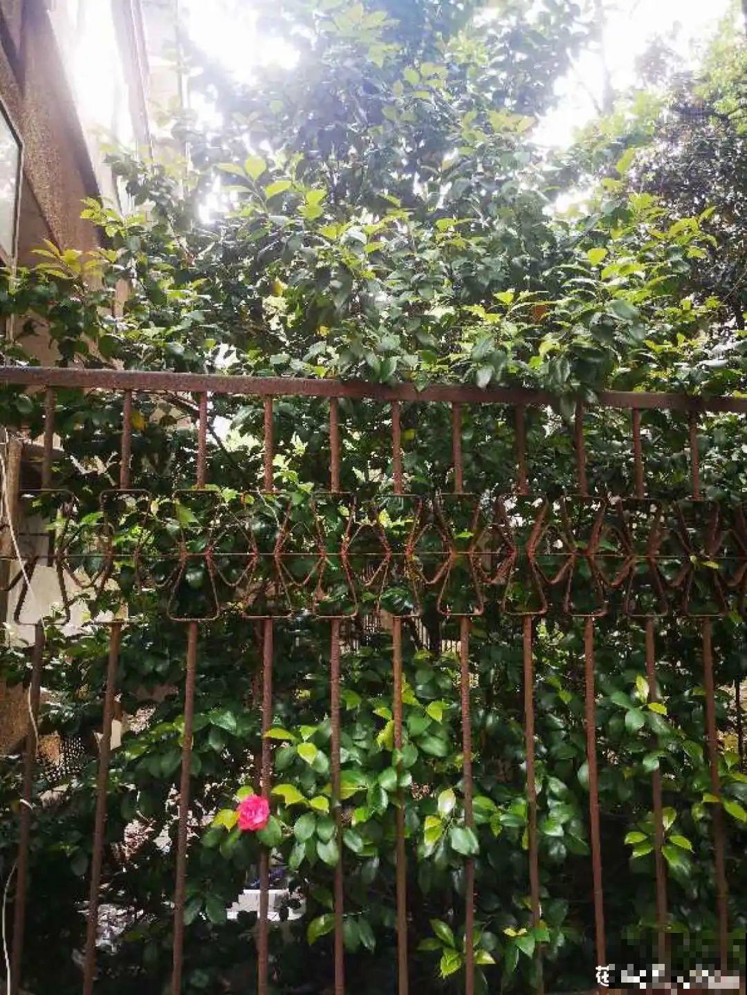 50年的桂花树,卖了5万块钱,大家觉得值吗? 50年的桂花树,卖了5万块钱,大家觉得值吗?