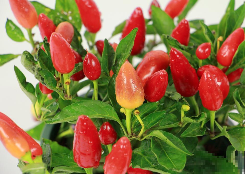 阳台上的小花盆,种上五彩椒,果子好看还能吃! 阳台上的小花盆,种上五彩椒,果子好看还能吃!