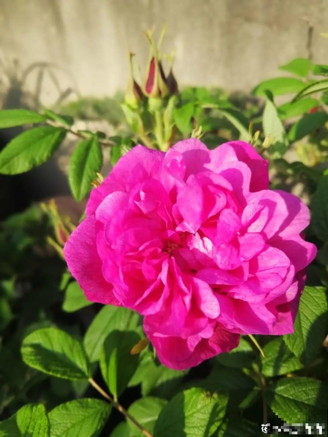 7种花,是天然染色剂,在古代非常名贵! 7种花,是天然染色剂,在古代非常名贵!