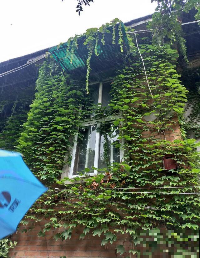 爬山虎不能随便养,爬满墙后特潮湿,还可能破坏墙体! 爬山虎不能随便养,爬满墙后特潮湿,还可能破坏墙体!