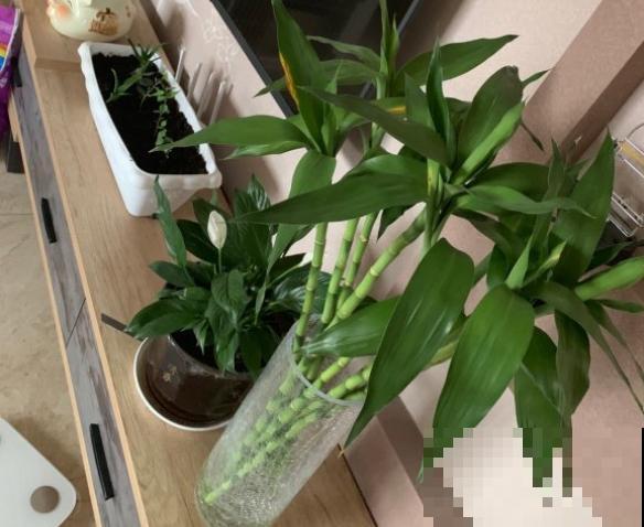 有3种幸运花，特别美丽好养，回家快去栽一盆！