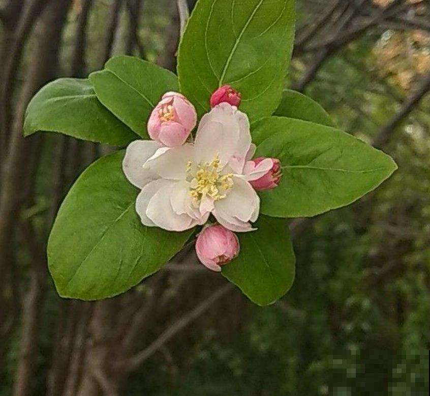家中养棵西府海棠，赏花吃果，岂不美哉！