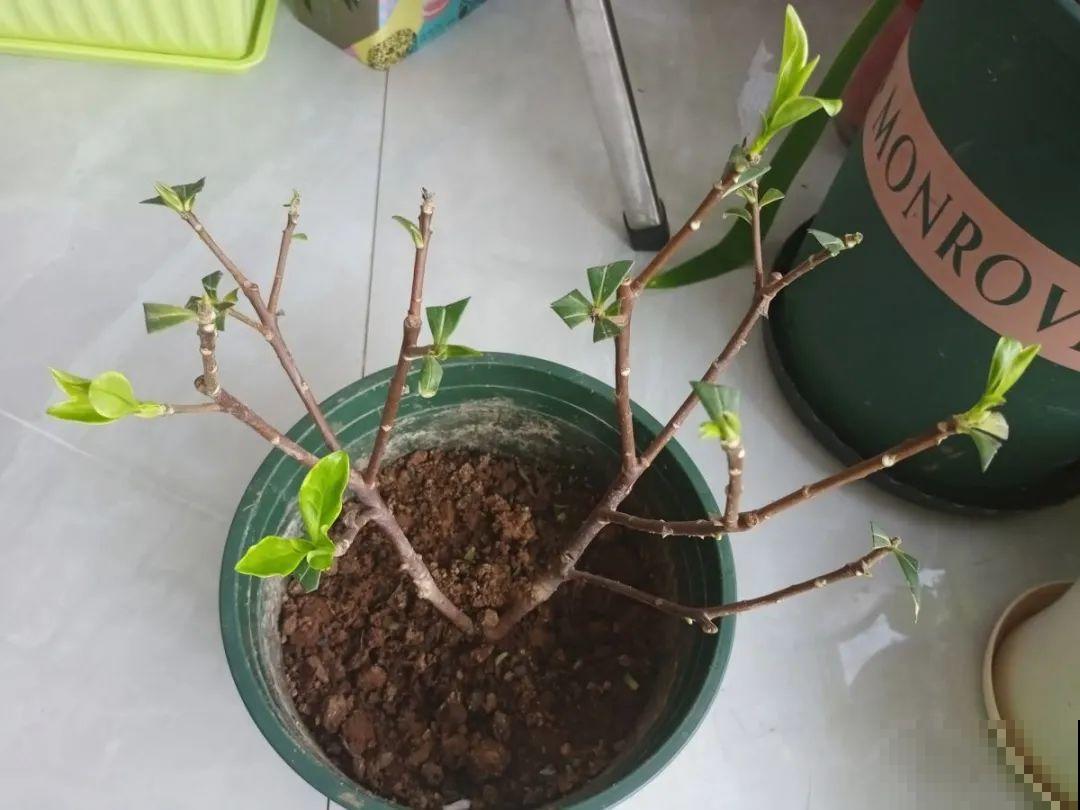 10月养花掐一掐,掐完就来花,盆都塞不下! 10月养花掐一掐,掐完就来花,盆都塞不下!