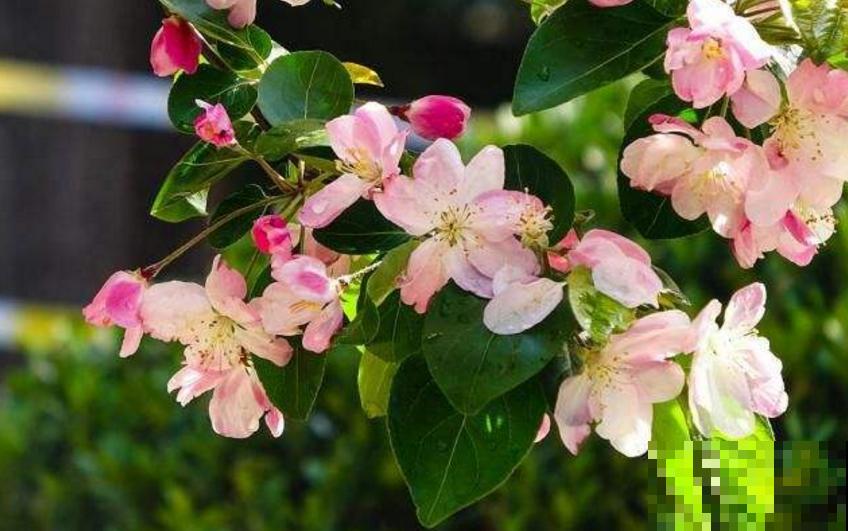 家中养棵西府海棠，赏花吃果，岂不美哉！