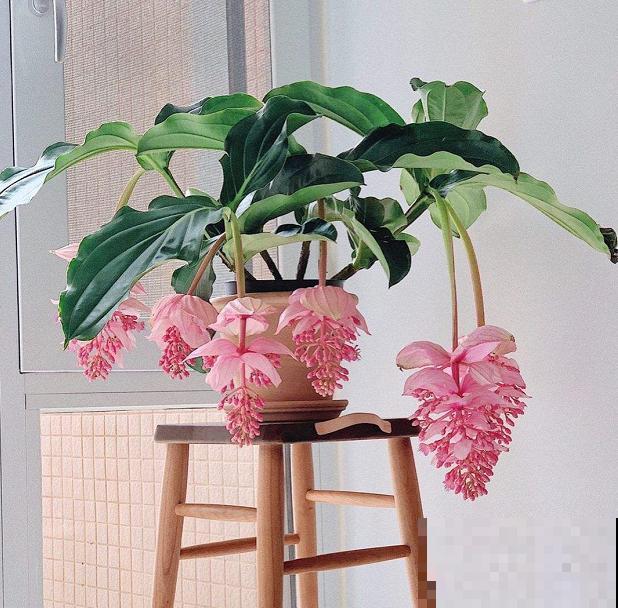 花中贵妇宝莲灯,娇气不好养,但是气质特高雅 花中贵妇宝莲灯,娇气不好养,但是气质特高雅