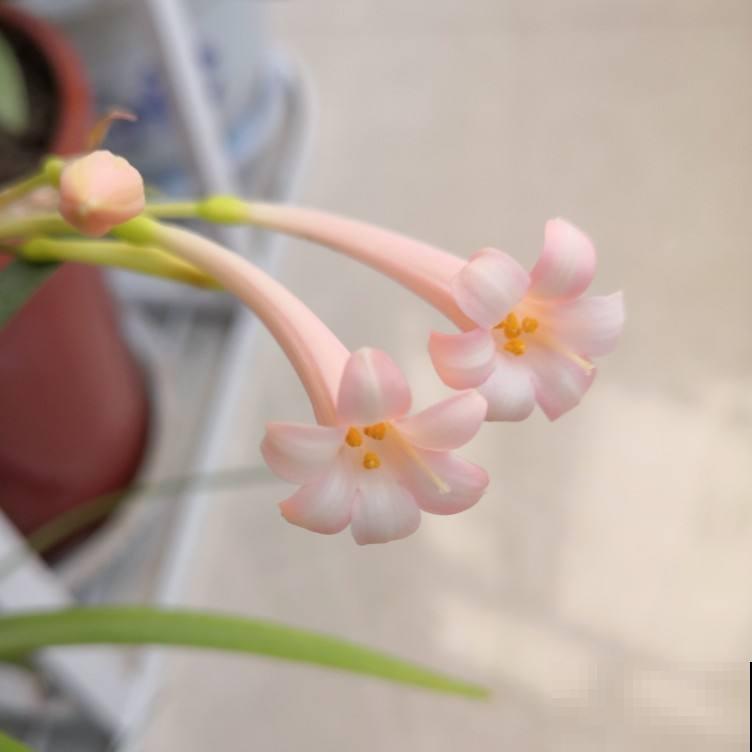 冬日里的“小精灵”，养盆垂筒花，天冷也呼呼开花