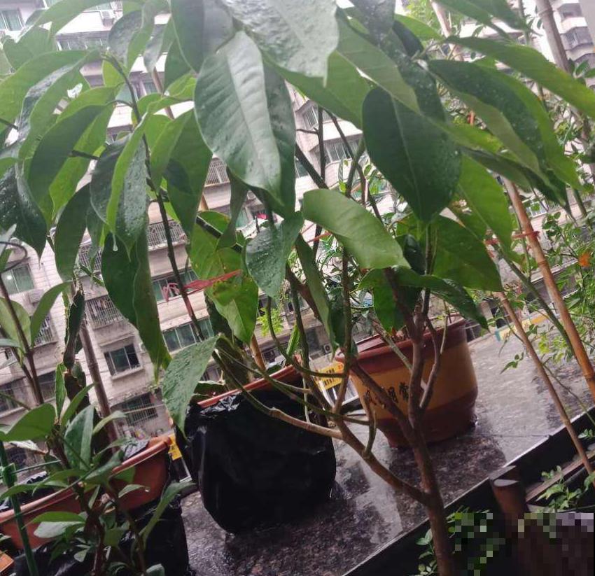 黄角兰特好闻,院子里种一棵,香飘十里! 黄角兰特好闻,院子里种一棵,香飘十里!