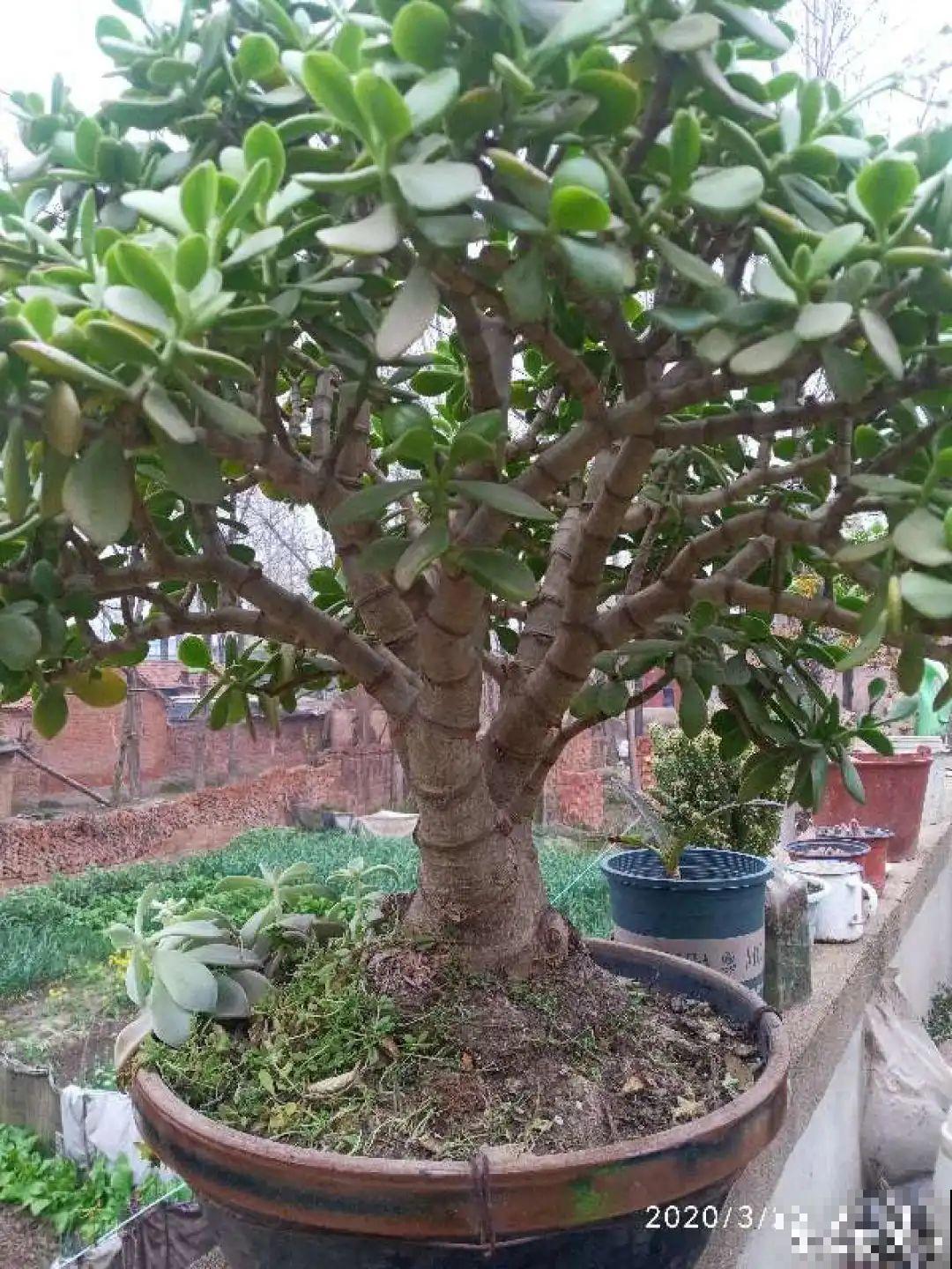 这种花特抗冻,不怕严寒,养死算我输! 这种花特抗冻,不怕严寒,养死算我输!