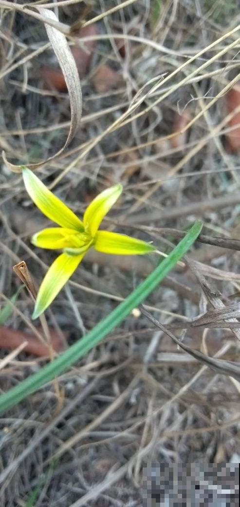 4种花冬天冻不死，夏天热不死，一年四季都能活