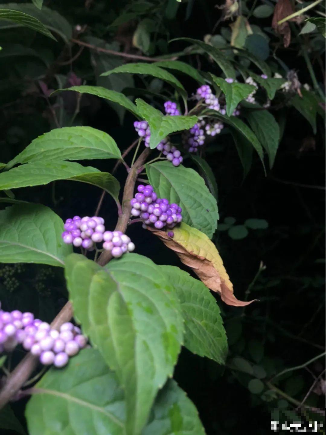 白菜在家养了8年,养成了老桩,长得可旺盛! 白菜在家养了8年,养成了老桩,长得可旺盛!