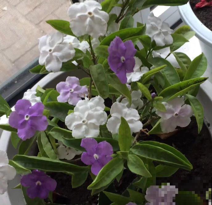 鸳鸯茉莉不敢随便养，带有毒性，小孩要小心！