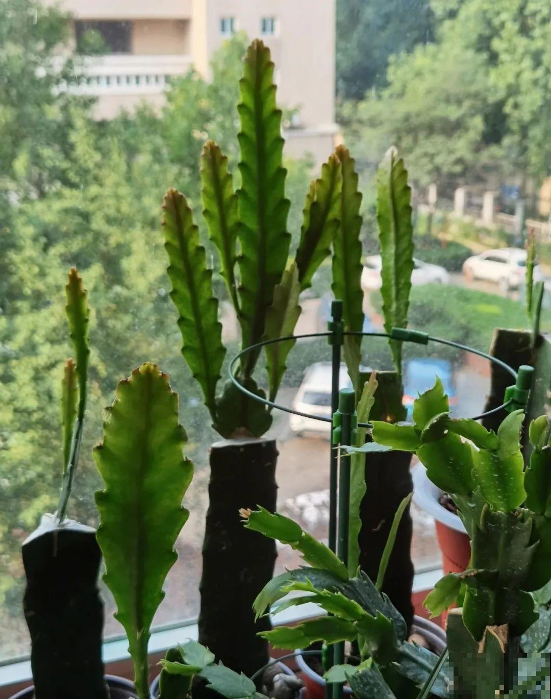 2种花组合起来养护，开花更多，满盆都是花